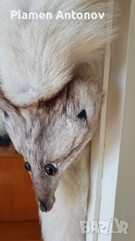 Яка от цяла сребърна лисица, снимка 2 - Палта, манта - 52140965