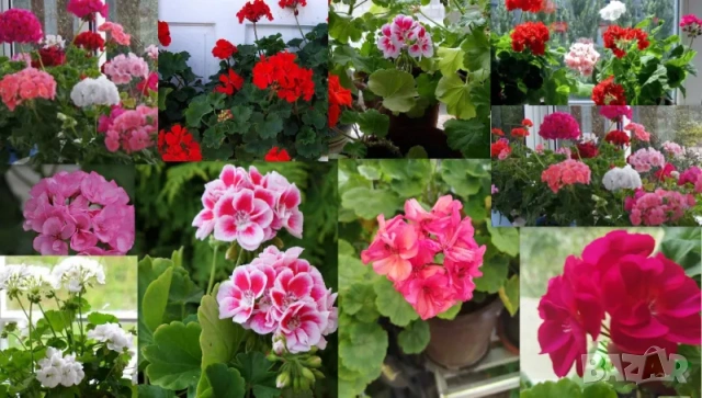 Продавам резници на мушкато 10бр