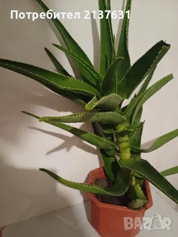 ГОЛЯМО АЛОЕ  - Височина 60 см, снимка 4 - Стайни растения - 47996704