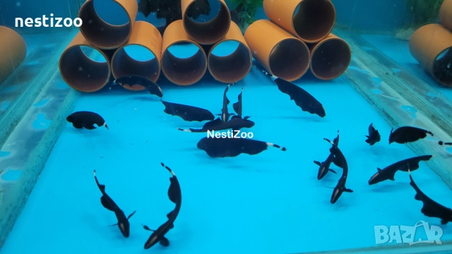 Черен Нож, снимка 2 - Рибки - 52308360