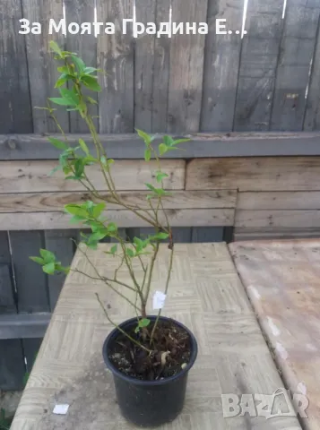 Боровинка -Разсад , снимка 6 - Градински цветя и растения - 49425790