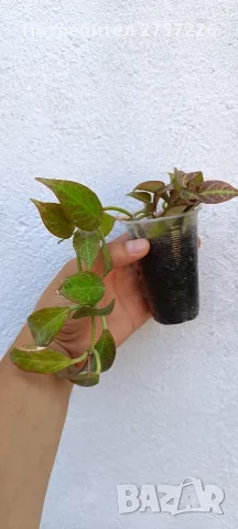 Hoya Sunrise,хоя сънрайз, снимка 3 - Стайни растения - 56018682