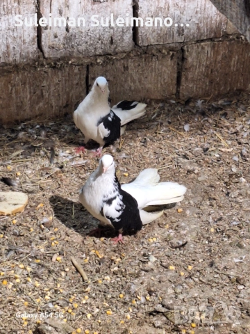 Въртеливи гълъби 13 броя 50 евро