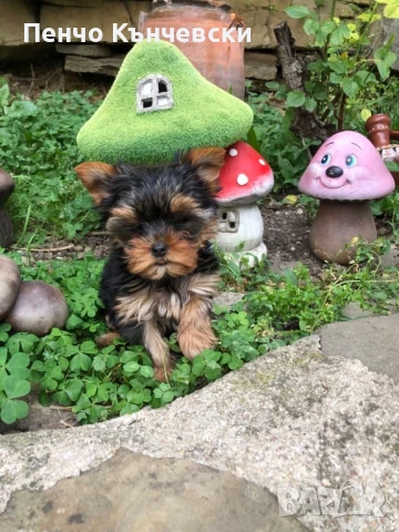 Мини Йоркширски териер, снимка 6 - Йоркширски териер - 47732082