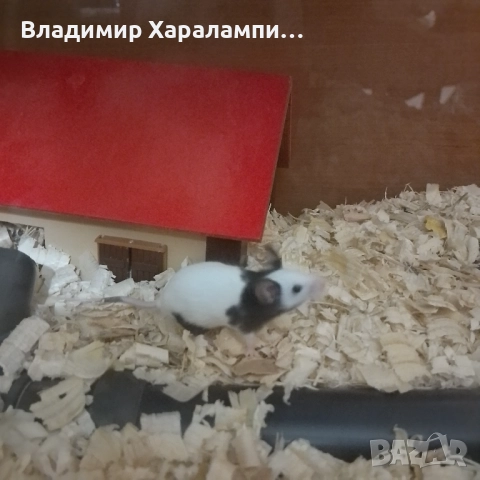 Подарявам китайски мишки панди, снимка 2 - Хамстери - 52458697