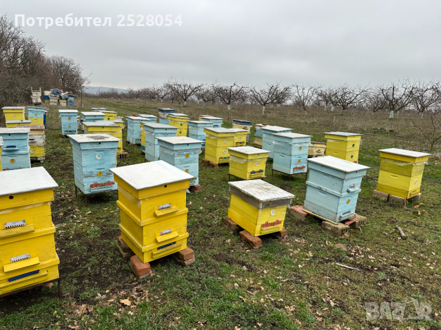 Продавам пчелни семейства с многокорпусен кошери, снимка 13 - За пчели - 44828345