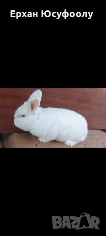 Токачки Зайци, снимка 3 - Други животни - 53297235