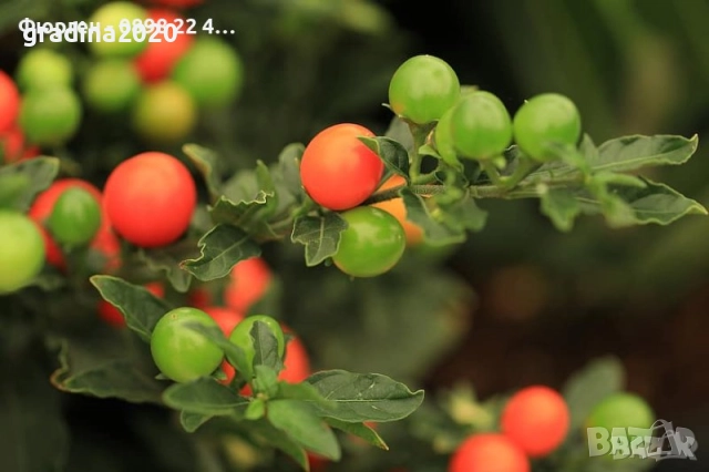 СОЛАНУМ, снимка 4 - Градински цветя и растения - 31592305