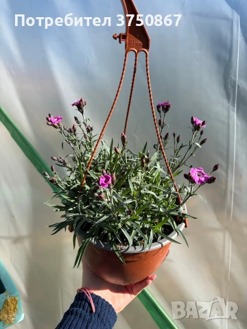 💜🌿 Каскаден, ароматен карамфил - кошници, снимка 2 - Градински цветя и растения - 53810446