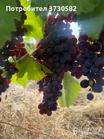 Грозде - Хамбургски Мискет, Мерло, Каберне, Памид, снимка 8 - Домашни продукти - 56107126