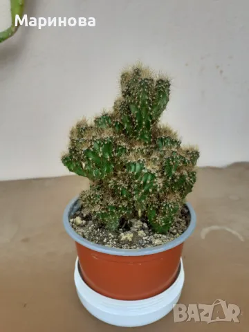 Стаен жен шен,каланхое, дърво на живота и мини скаличка, снимка 7 - Градински цветя и растения - 49531093