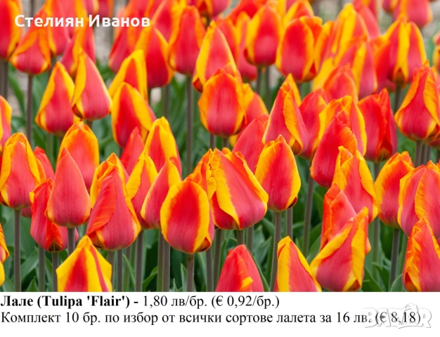 СОРТОВИ ЛАЛЕТА – ЛУКОВИЦИ - част 1, снимка 5 - Сортови семена и луковици - 52372815