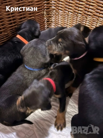 Продавам Чистокръвни Добермани 