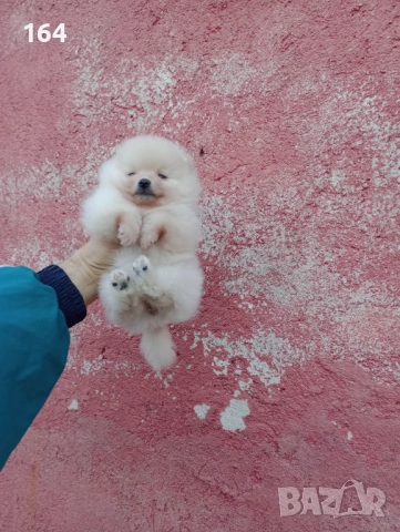 Малък Шпиц - Померан. Снимки от днес, снимка 7 - Померан - 52874429