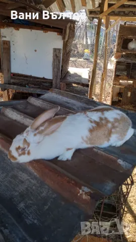 Продавам зайци заклани или живи, снимка 2 - Други животни - 48523941