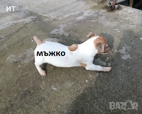 Джак Ръсели на 3месеца, снимка 5 - Джак ръсел териер - 53173868