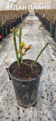 Катерливи и храстовидни рози, снимка 3 - Градински цветя и растения - 53595818