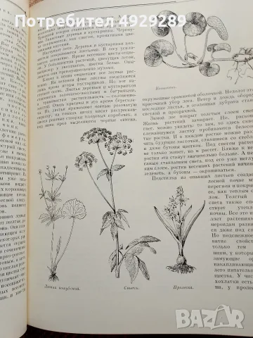 Детская енциклопедия 2 и 4 том. , снимка 9 - Чуждоезична литература - 56020329