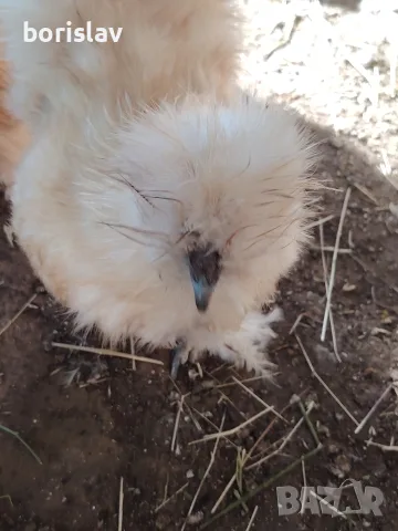 Продавам петлета американска копринка