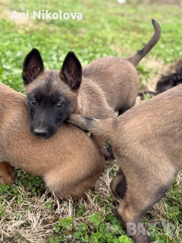 Чистокръвни белгийски овчарки, снимка 14 - Белгийска овчарка - 53026515