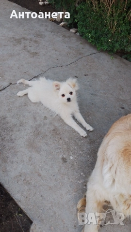 Померан-мини шпиц, снимка 7 - Померан - 50591698