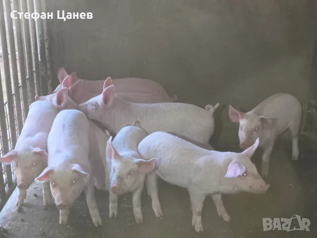 малки прасенца на 55 дни