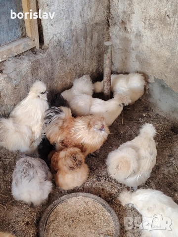 Продавам яйца за лупене от американска коприна. , снимка 3 - Кокошки и пуйки - 53814305