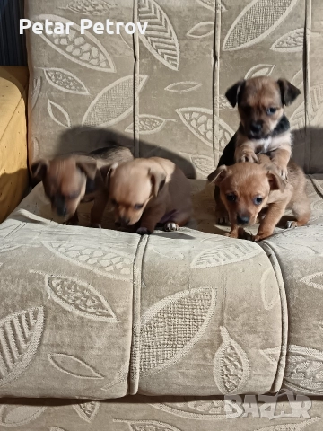 мини чиху пинчер , снимка 17 - Пинчер - 52813031