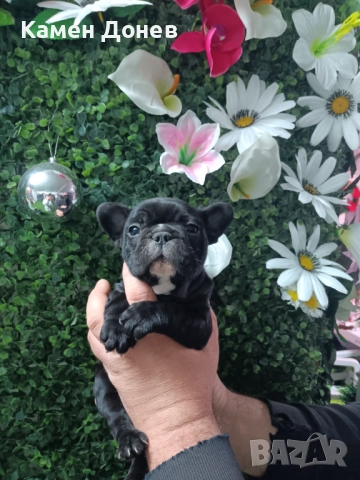 Френски булдог , снимка 3 - Френски булдог - 52957098