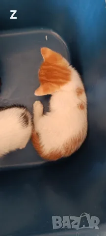 4 котета търсят своите стопани , снимка 2 - Други - 56178660