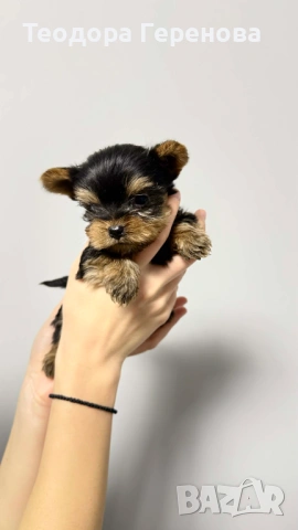 Йоркширски териер, снимка 6 - Други - 53437838