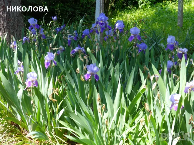 ИРИС - КОРЕНИ 