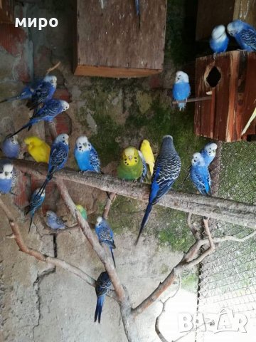 Различни видове папагали, Ферма " Meshi i Sie" , снимка 16 - Папагали - 33912948