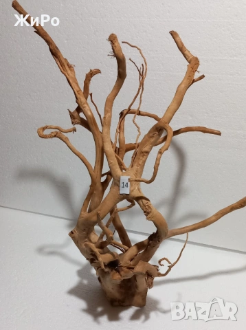 Корен от Азалия /декорация/ 14, снимка 2 - Други - 48578072