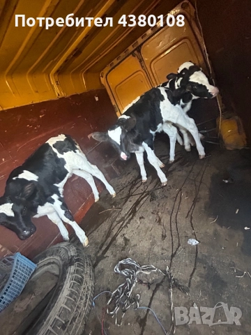 Мъжки и женски сукали по на 15дни