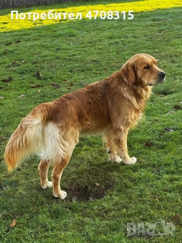 Голдън ретривър игриво момченце, снимка 10 - Голдън ретривър - 53630714