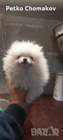 померан, снимка 7 - Померан - 53070875