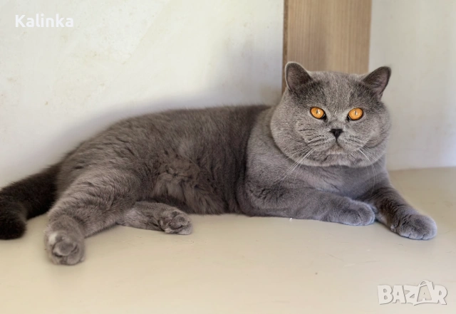 Чистокръвен мъжки британец за разплод, снимка 15 - Търси партньор - 41953795