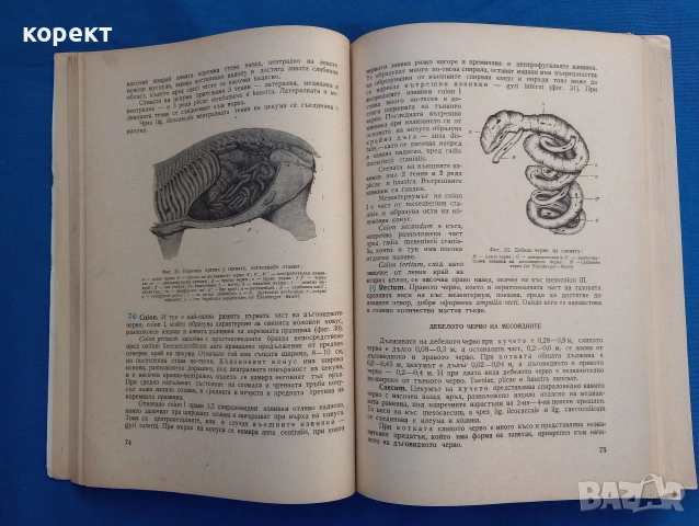 Анатомия на домашните животни , снимка 4 - Специализирана литература - 53076251