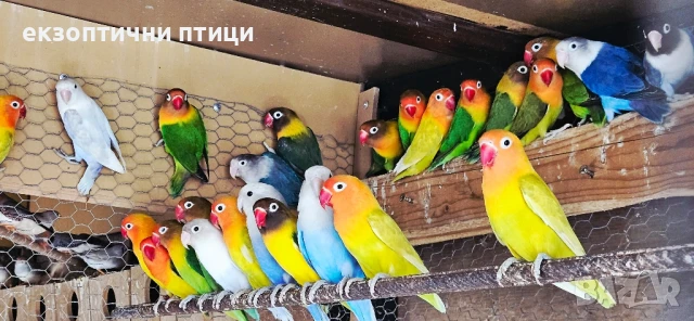 Продавам  Неразделки!!! , снимка 1