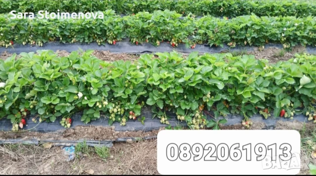 Разсад ягоди, снимка 5 - Разсади - 53769626