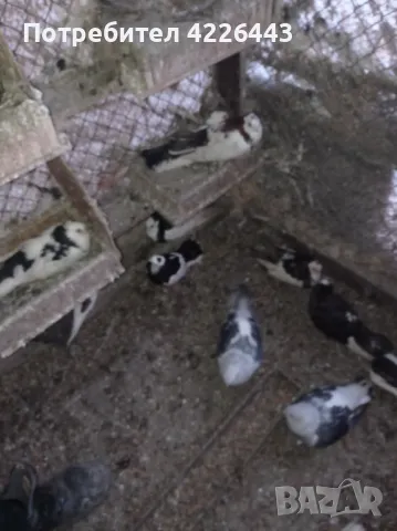 Пернишки капест, снимка 2 - Гълъби - 49426302