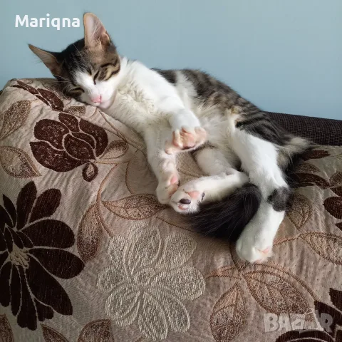 Подарявам мъжко котенце, снимка 6 - Други - 55825234