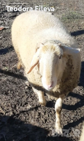 Продавам коч