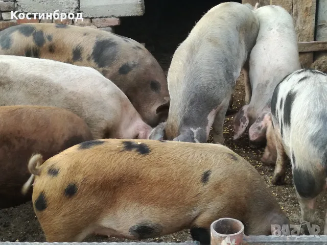 ПРАСЕТА 100 -150 КИЛА. АКЦИЯ  , снимка 3 - Прасета - 56078408