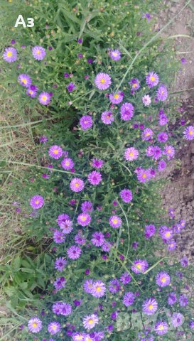 Цветя Астра алпийска – за ранно пролетно засаждане в градината, снимка 7 - Разсади - 41046622