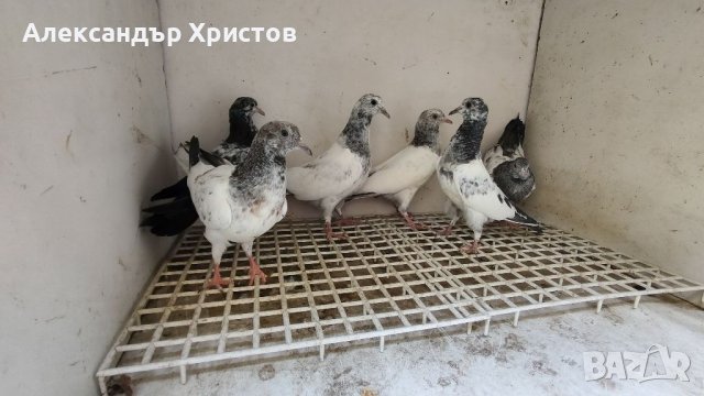  Пакистански гълъби , снимка 1
