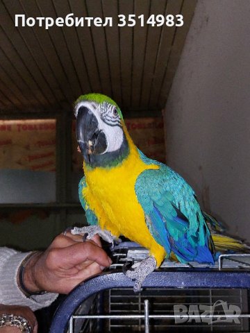 Мъжка синьо-жълта Ара, снимка 1 - Папагали - 44465596