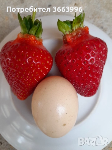 продавам фантастичен разсад ягоди и малини , снимка 2 - Разсади - 53688553