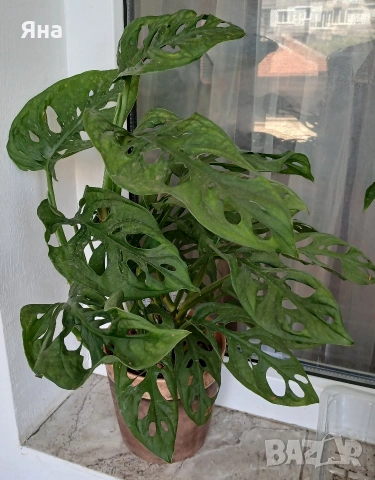 Монстера "Адансоний"